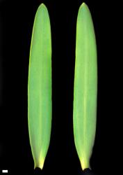 Veronica strictissima. Leaf surfaces, adaxial (left) and abaxial (right). Scale = 1 mm.
 Image: W.M. Malcolm © Te Papa CC-BY-NC 3.0 NZ